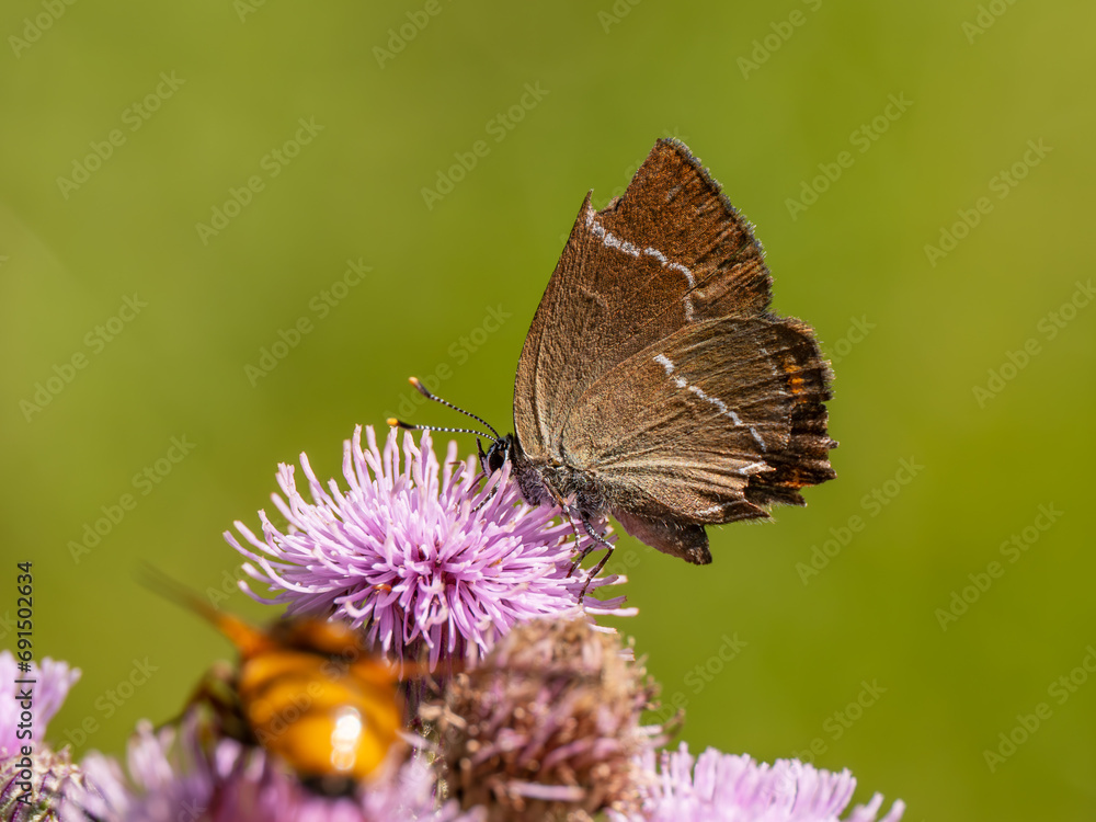 White-letter Hairstreak Feeding on Creeping Thistle White-letter Hairstreak Feeding on Creeping Thistle