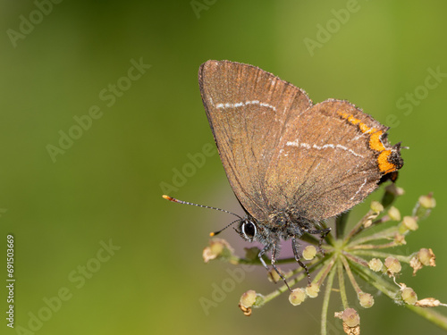 White-letter Hairstreak Feeding on Creeping Thistle photo