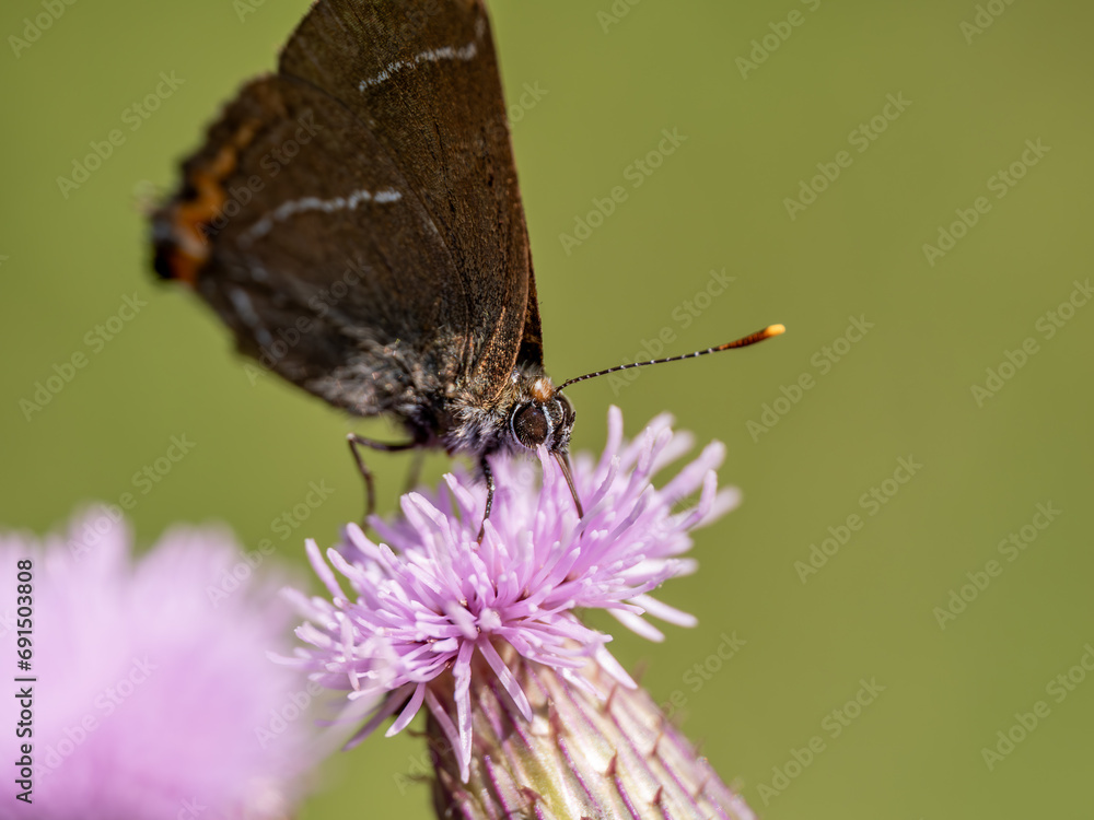 White-letter Hairstreak Feeding on Creeping Thistle White-letter Hairstreak Feeding on Creeping Thistle