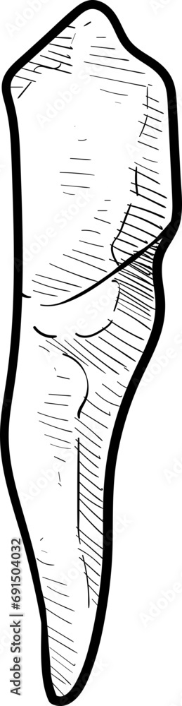 human tooth handdrawn illustration human tooth handdrawn illustration