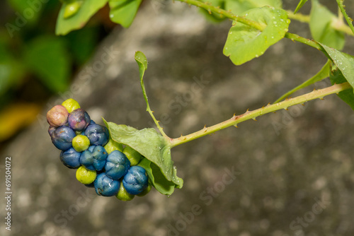 Mile-a-Minute Weed - Persicaria perfoliata photo