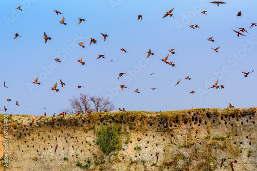Southern carmine bee-eater (Merops nubicoides), Cubango River - Bwabwata National Park, Namibia