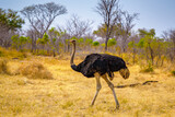 South African ostrich (struthio camelus australis), mahango game reserve, bwabwata national park, Namibia,