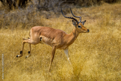 Impala  Mahango Game Resrve   Bwabwata National Park  Namibia