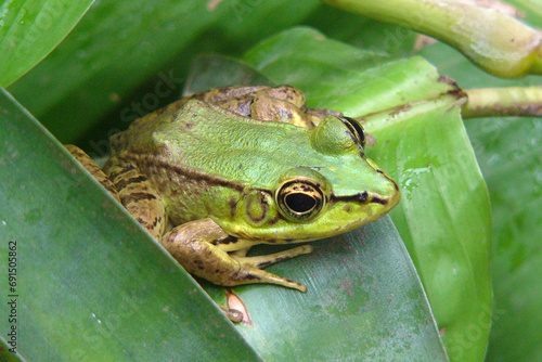 the green vaillant's frog on leaves in the rainforest of costa rica  photo