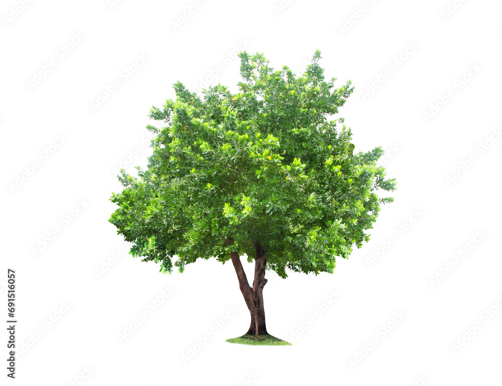 Trees Isolated tree on white background Trees Isolated tree on white background