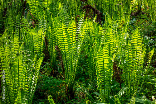 Close up of young Royal fern (Osmunda regalis)
 photo