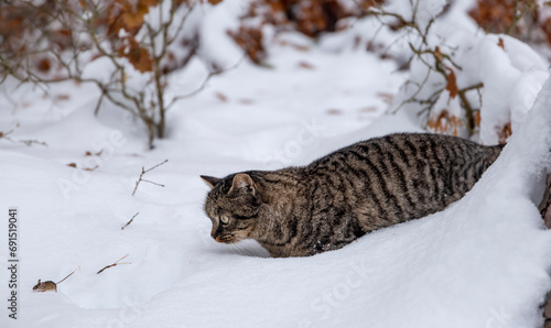 Photography Wild cat hunting a mouse in a snow covered forest on a cold winter day