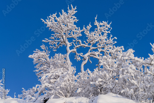 Snow covered trees with blue sky.