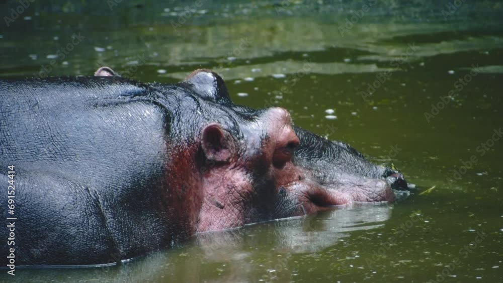 A close-up of a serene hippopotamus in calm water. A close-up of a serene hippopotamus in calm water.