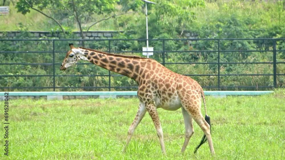 Giraffe peacefully walking and eating grass in the zoo. High quality 4k footage. Giraffe peacefully walking and eating grass in the zoo. High quality 4k footage.