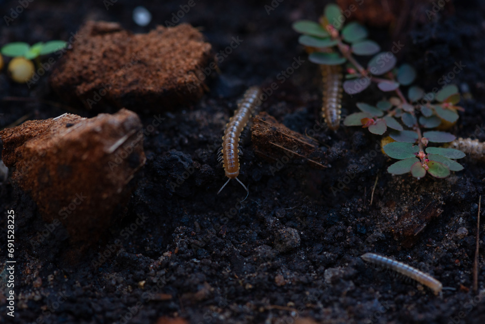 Fototapeta premium Closeup view of small nonpoisonous centipede-like reptiles