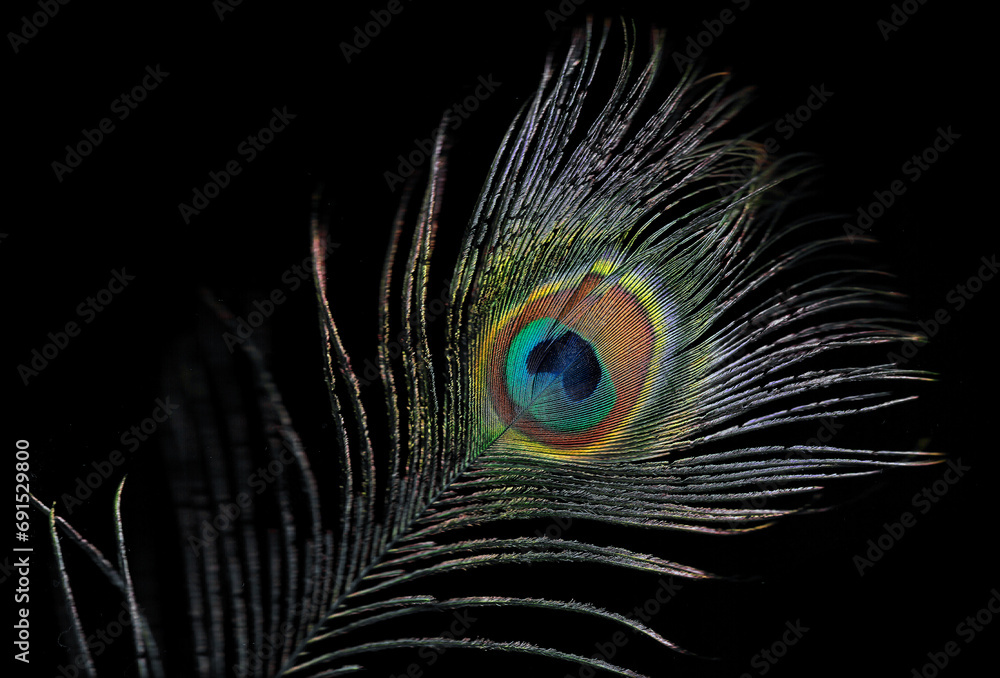 Obraz premium Pfauenfeder auf dunklem Hitergrund - peacock feather on dark background