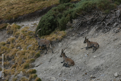 deer on the rooks