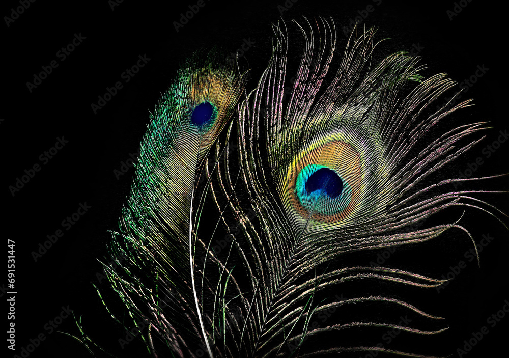 Naklejka premium Pfauenfeder auf dunklem Hitergrund - peacock feather on dark background