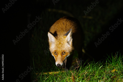 Fox at night, fox in the process of night hunting. Close-up of a young red fox. Wild red fox in the garden.
