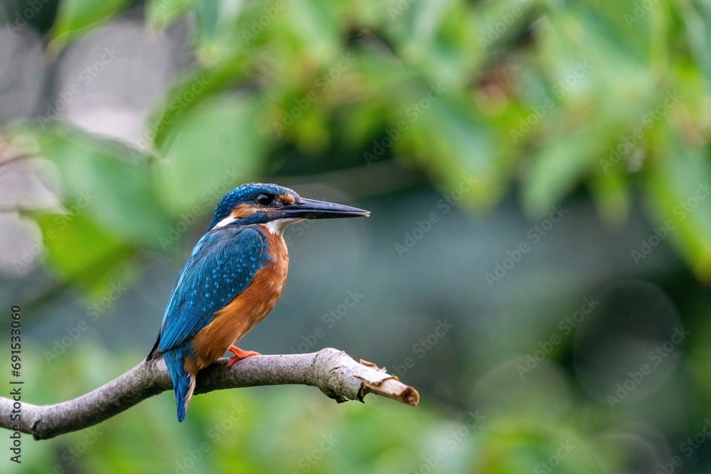 Colorful king fisher bird on a branch of a tree waiting to catch a fish in the Netherlands. Green leaves in the background. Colorful king fisher bird on a branch of a tree waiting to catch a fish in the Netherlands. Green leaves in the background.