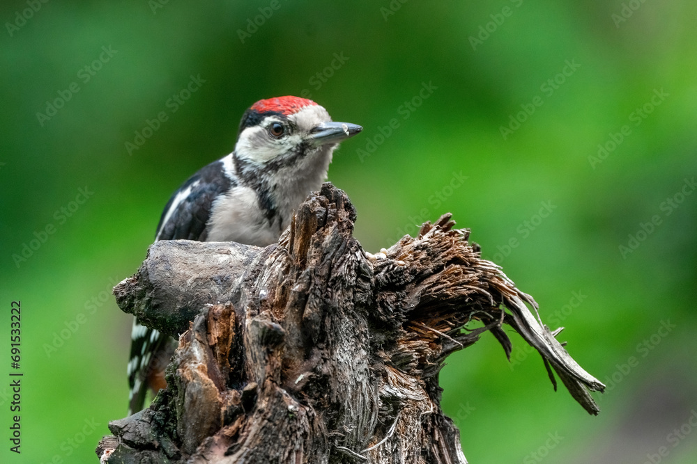 Great woodpecker Dendrocopos major, male of this large bird sitting on tree stump, red feathers, green diffuse background, wild nature scene
