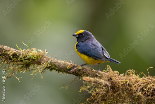 Orange-bellied Euphonia perched on a branch © Wim