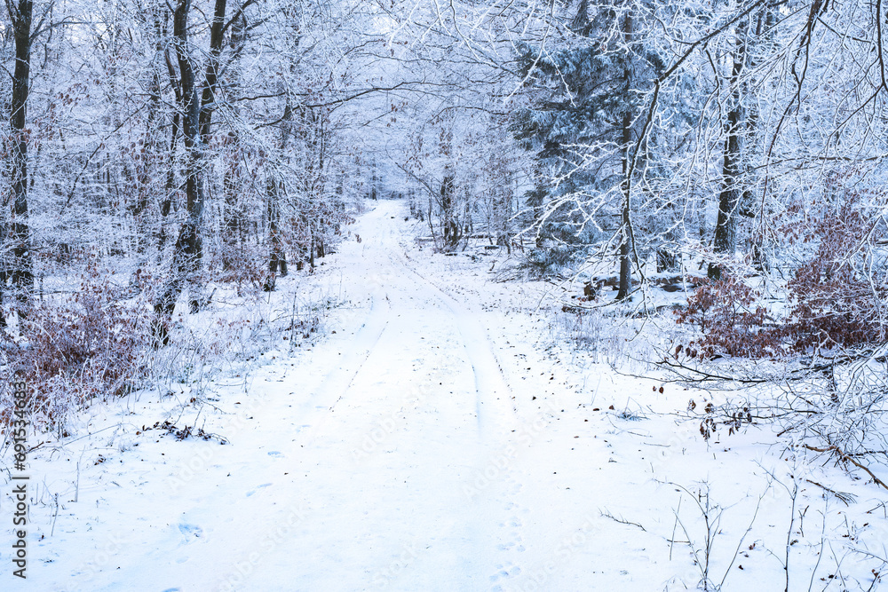 Snowy forest path in the Taunus near Bad Schwalbach/Germany Snowy forest path in the Taunus near Bad Schwalbach/Germany