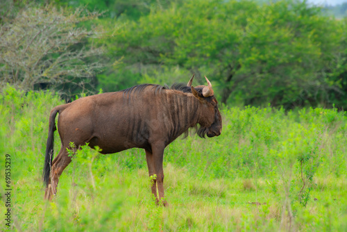 Fototapeta Naklejka Na Ścianę i Meble -  Pretty specimen of  wildebeest in her natural habitat in South Africa