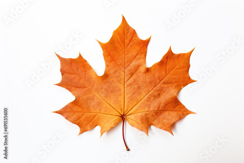 dry autumn maple leaf isolated on white