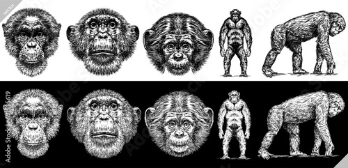 Vintage engraving isolated chimpanzee set illustration chimp ink sketch. Monkey background primate silhouette art. Black and white hand drawn vector image