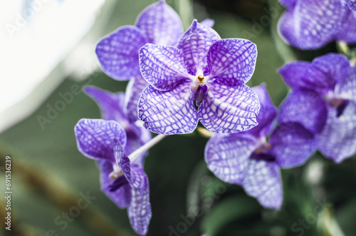 Close up of purple orchids in orchidarium  photo