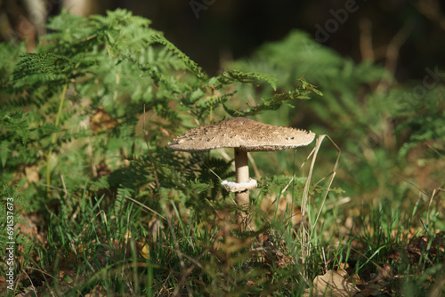 mushroom in the wood