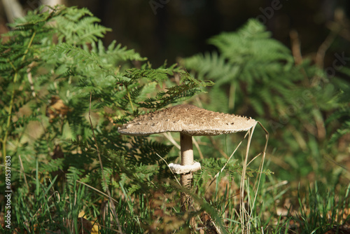 mushroom in the wood