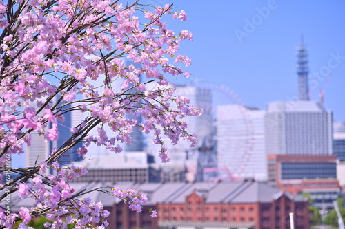 Cherry blossom or Sakura full bloom with Cityscape of Yokohama city, Skyline and office building in Minatomirai, Yokohama city port, Kanagawa, Japan