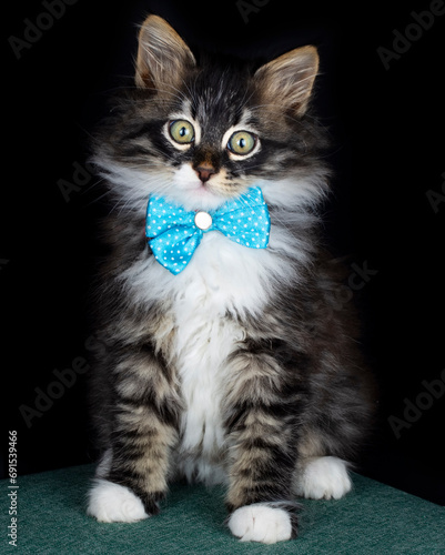 Longhair Norwegian Forest k...