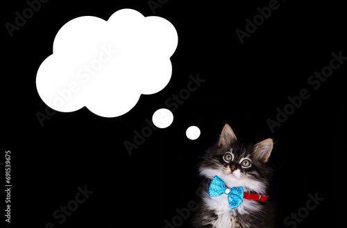 A cute cat is in an isolate...