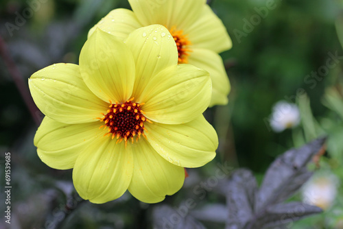 Foto Yellow single flowered dahlia flower in close up