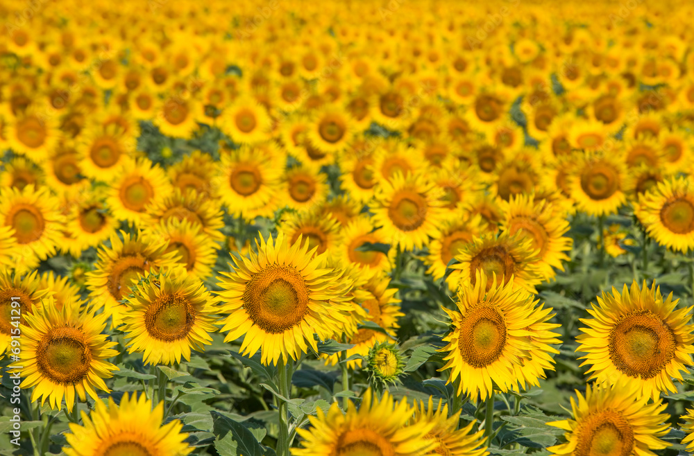 A beautiful sunflower field in summer