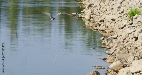 Rocks in the middle of pond and common terns flying and diving in water