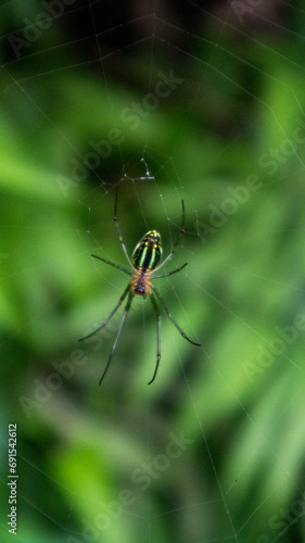 spider climbs on the web at the forest