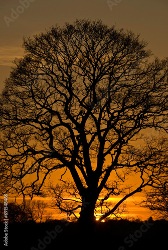 Sycamore Sunset