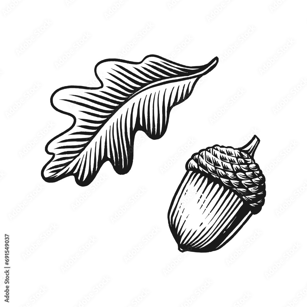 Acorn vintage engraved vector illustration