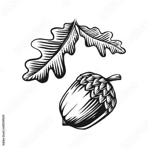 Acorn vintage engraved vector illustration photo