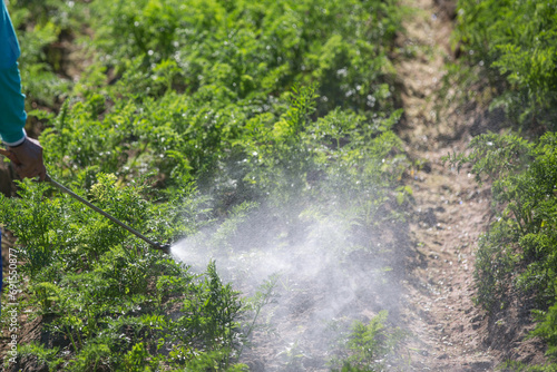 Farmers spraying chemicals to protect the plantation from insects