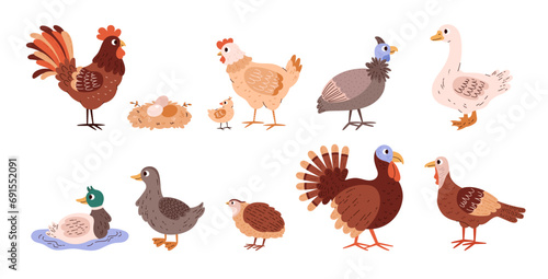 Poultry and domestic birds vector set, different farm birds goose, duck, pheasant, chicken hen rooster, turkey and quail