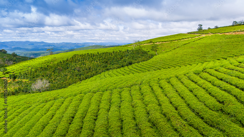 Beautiful landscape in the morning at Cau Dat, Da Lat city, Lam Dong province. Wind power on tea hill, morning scenery on the hillside of tea planted Beautiful landscape in the morning at Cau Dat, Da Lat city, Lam Dong province. Wind power on tea hill, morning scenery on the hillside of tea planted