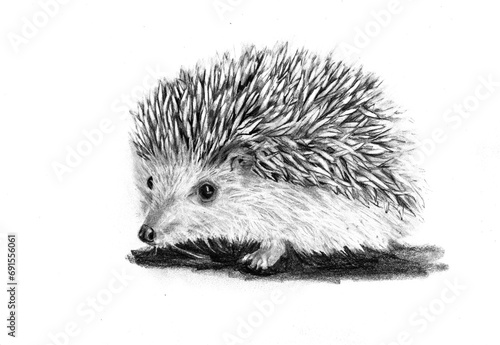 ritratto di riccio a matita a mano libera, illustrazione isolata su sfondo bianco photo