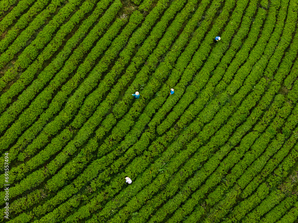 View of workers in a green field harvesting the tea crops at Cau Dat, Da Lat city, Lam Dong province View of workers in a green field harvesting the tea crops at Cau Dat, Da Lat city, Lam Dong province