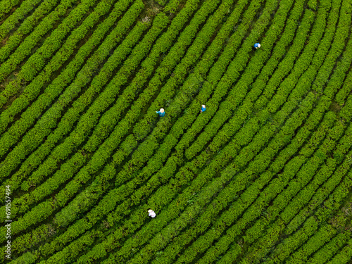 View of workers in a green field harvesting the tea crops at Cau Dat, Da Lat city, Lam Dong province