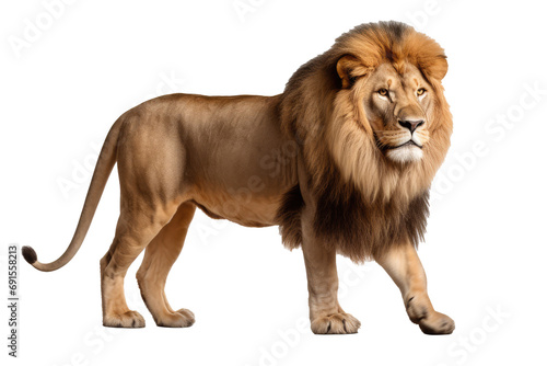African Lion on transparent background