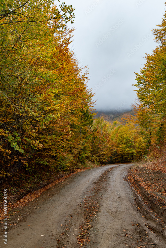 Autumn forest road. View of autumn forest road with fallen leaves Fall season scenery. Autumn forest road. View of autumn forest road with fallen leaves Fall season scenery.