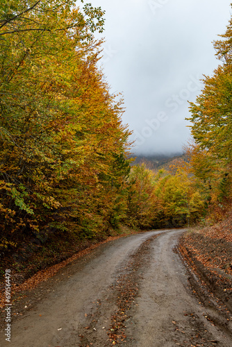 Autumn forest road. View of autumn forest road with fallen leaves Fall season scenery.