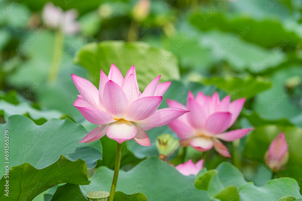 Lotus flower blooming in the pond in summer Lotus flower blooming in the pond in summer